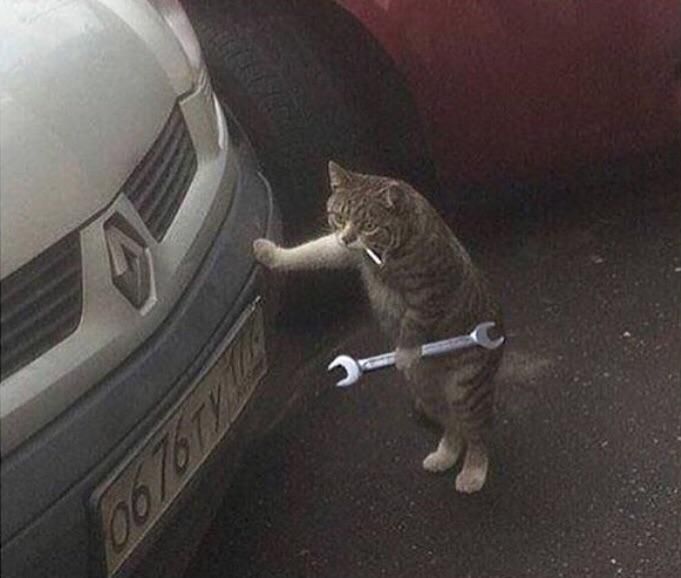 hard working cat